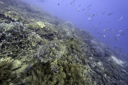 Temperatura oceanelor a depasit in februarie cel mai mare nivel din istorie. Coralii sunt in pericol