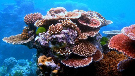 <span style='background:#EDF514'>TEMPERATURA</span> oceanelor a depasit in februarie cel mai mare nivel din istorie. Coralii sunt in pericol