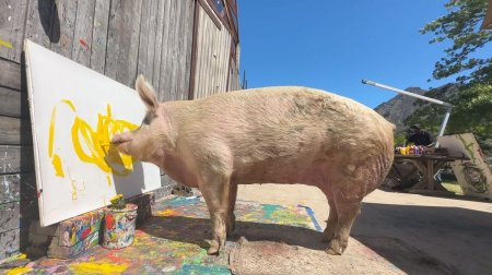 A murit Pigcasso, porcul pictor care a castigat peste un milion de dolari cu <span style='background:#EDF514'>TABLOURI</span>le lui
