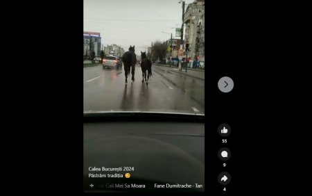 Cai la plimbare nestingheriti pe principala artera din Craiova. Au fost vazuti pe Calea Bucuresti | Video