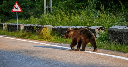 Ursii, inamicul public din satele de la poalele Ceahlaului. Aproape toate mesajele RO-ALERT au vizat salbaticiunile