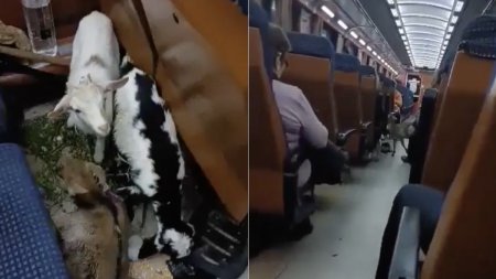 Un barbat si-a luat <span style='background:#EDF514'>CAPRELE</span> si a plecat cu trenul, de la Deva la Bucuresti. Ceilalti calatori au suportat cu greu mirosul, timp de zece ore