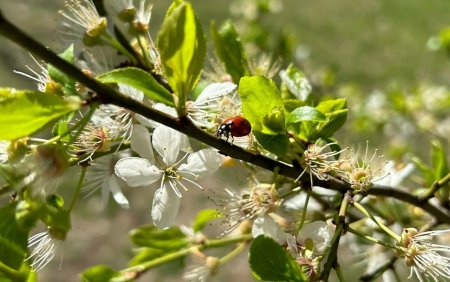 Prognoza meteo pentru urmatoarele patru saptamani. Cum va fi vremea la inceputul lunii aprilie