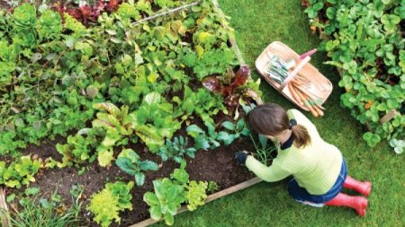 Plantele verzi, sursa nutrientilor la inceput de primavara