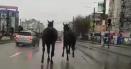 Cai de rasa printre masini, in trafic, in centrul Craiovei. Cum au fost prinse cabalinele VIDEO