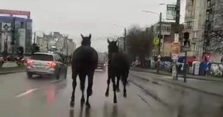 Cai de rasa printre masini, in trafic, in centrul <span style='background:#EDF514'>CRAIOVEI</span>. Cum au fost prinse cabalinele VIDEO