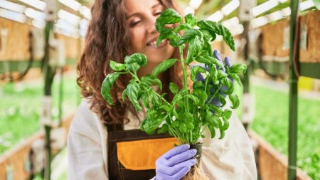 Cum sa cultivi ierburi aromatice in sere si solarii? 3 sfaturi