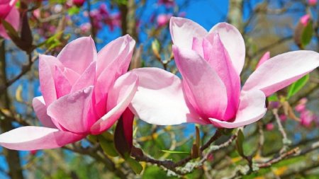 Perioada ideala pentru <span style='background:#EDF514'>PLANTARE</span>a magnoliei. Secretul gradinarilor pentru un succes garantat