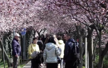 Tunelul Iubirii, strajuit de prunii japonezi, la Timisoara. Turistii se inghesuie sa admire <span style='background:#EDF514'>POMII</span> infloriti mai devreme