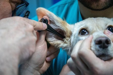 Japca din cabinetele veterinare: Tarife de sute de euro pentru o interventie, dupa care urmeaza tratamentul   
