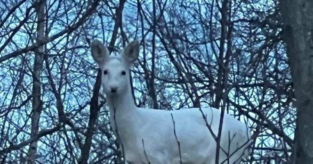 O aparitie rara in fauna Romaniei. Imaginea a fost surprinsa de jandarmii montani