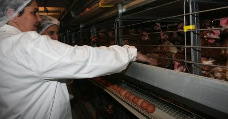 INS: Productia de carne de <span style='background:#EDF514'>PASARE</span> a Romaniei s-a majorat in ianuarie