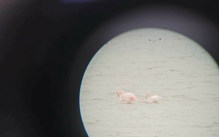 Pasari flamingo la Constanta: Mi se par super fascinanti. Cum au ajuns in Romania