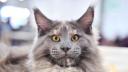 Ce trebuie sa stii despre pisicile din rasa Maine Coon. Pretul fabulos pe care trebuie sa-l <span style='background:#EDF514'>PLATESTI</span>