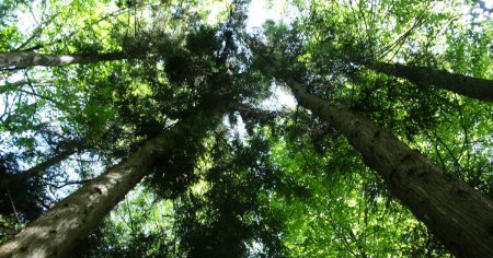 Cum au ajuns zeci de arbori rari, care ating varsta 3.000 de ani, intr-un parc dendrologic anonim din Romania