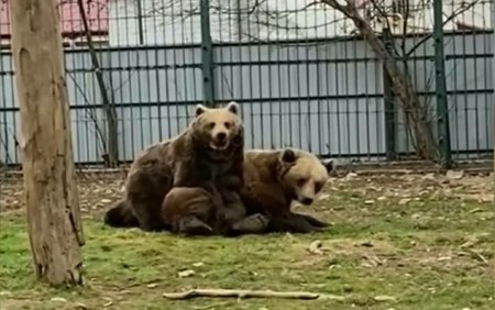 Imaginile cu Bella si Baloo de la Gradina Zoologica din Radauti au devenit virale. Cum au fost surprinsi cei doi ursi