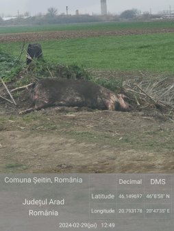 Porci morti de pesta, gasiti <span style='background:#EDF514'>INGROPATI</span> intr-un sant, la marginea drumului, in Nadlac. Garda de Mediu Arad a depus plangere penala