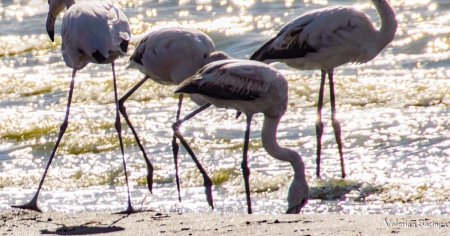 Pasari flamingo, pe un lac faimos din Romania. Care sunt sansele ca vietuitoarele exotice sa se naturalizeze la noi