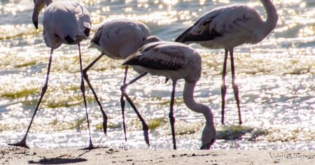 Pasari <span style='background:#EDF514'>FLAMINGO</span>, pe un lac faimos din Romania. Care sunt sansele ca vietuitoarele exotice sa se naturalizeze la noi