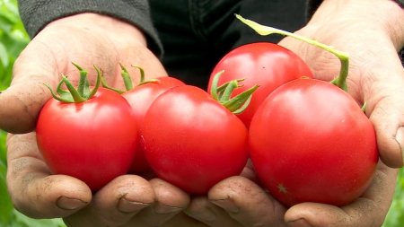 Primele rosii romanesti din acest an, in piete. Pretul unui kilogram de tomate autohtone crescute in sol
