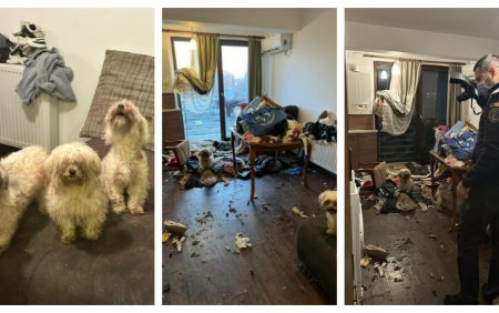 Dezastrul lasat de o romanca in apartamentul pe care il inchiriase. Avea noua caini si o pisica | FOTO