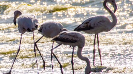 Pasari flamingo, surprinse pe un lac faimos din Romania. Cercetatorii dezvaluie ce le face sa vina in Romania