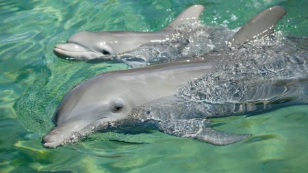 Primul pui de delfin nascut in captivitate, in Romania, la Delfinariul din Constanta