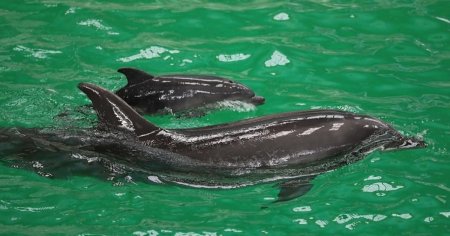 Primul pui de delfin nascut in captivitate in Romania. Cum arata Baby, vedeta <span style='background:#EDF514'>DELFINARIU</span>lui Constanta FOTO