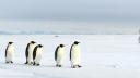 Populatia de pinguini imperiali este in declin