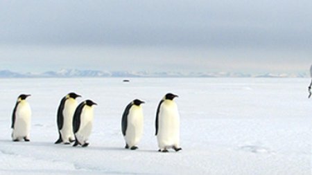Populatia de pinguini imperiali este in declin