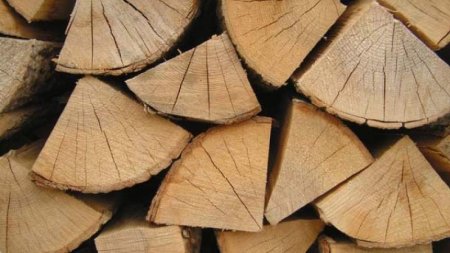 Furt de lemne si abuzuri la Centrul de Plasament din Buzau: Directorul si angajatii implicati intr-un scandal de proportii