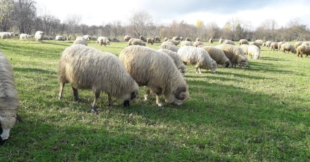 Atac infiorator la o stana de langa Timisoara. 30 de oi si aproape o suta de miei au murit <span style='background:#EDF514'>SFASIAT</span>i de caini vagabonzi