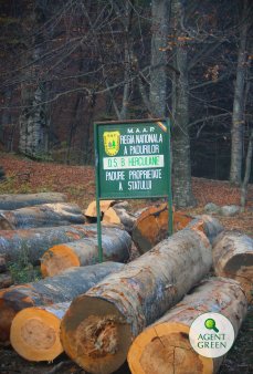 Ministrul Mediului a dat start campaniei de impadurire, printr-o actiune la Bacau / Romsilva va planta in acest an 26 de milioane de puieti forestieri si va regenera peste 12.000 de hectare / Buget de aproape 300 de milioane de lei