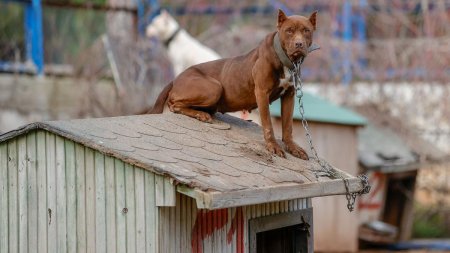 6 calitati unice ale rasei de caini Staffordshire Bull Terrier