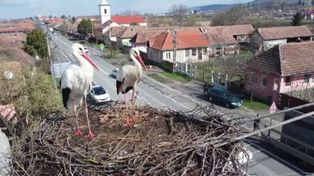 Doua berze care si-au facut cuib intr-un sat din <span style='background:#EDF514'>JUDETUL MURES</span> au devenit vedete pe internet. Cuibul este monitorizat video