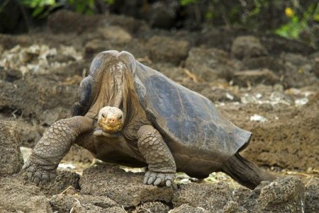 Insulele Galapagos vor dubla taxele turistice pe fondul ingrijorarilor legate de cresterea numarului de vizitatori