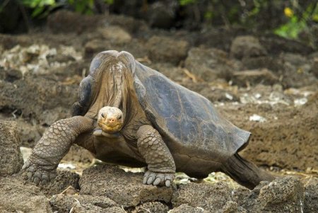 <span style='background:#EDF514'>INSULE</span>le Galapagos vor dubla taxele turistice pe fondul ingrijorarilor legate de cresterea numarului de vizitatori