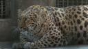 Un leopard gazduit la o <span style='background:#EDF514'>GRADINA ZOOLOGICA</span> a devenit supraponderal. Medicii veterinari au dat un verdict clar