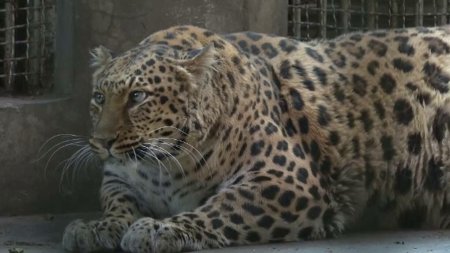 Un leopard gazduit la o <span style='background:#EDF514'>GRADINA ZOOLOGICA</span> a devenit supraponderal. Medicii veterinari au dat un verdict clar