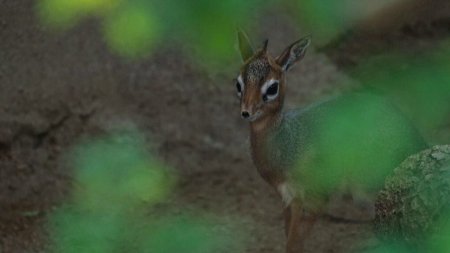 Un pui de antilopa a cucerit inimile vizitatorilor de la o gradina zoo din SUA. Cum o cheama si ce inseamna numele ei