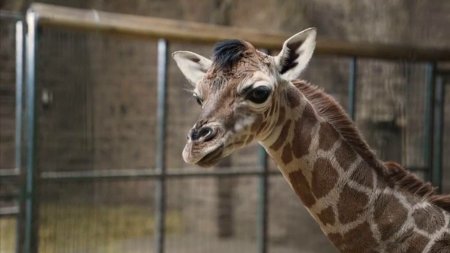 Bucurie la o Gradina Zoologica din Marea Britanie: Un pui dintr-o specie rara de girafe a venit pe lume