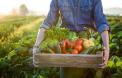Cultivi tomate, primesti <span style='background:#EDF514'>SUBVENTIE</span> si pentru alte legume. Reguli noi pentru legumicultori, din 2025