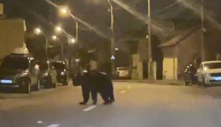 Urs filmat alergand pe strazile din Ploiesti, mesaj RO-Alert la 2 noaptea: 