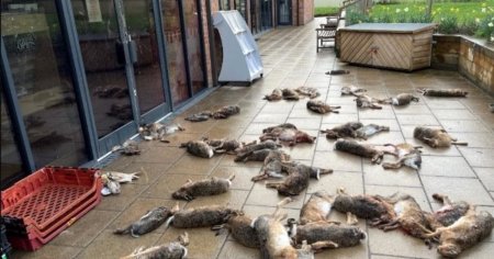 Marea Britanie: animale salbatice omorate si im<span style='background:#EDF514'>PRAS</span>tiate pe strazi. Braconierii transmit mesaje sinistre locuitorilor