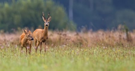 Parc de caprioare si cerbi lopatari, un proiect inedit <span style='background:#EDF514'>LA BRAILA</span>. Vizitatorii vor putea hrani si fotografia animalele