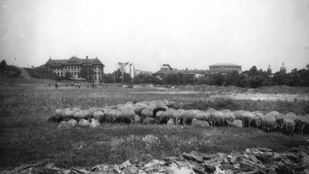 Locul din centrul Bucurestiului unde, acum 50 de ani, pasteau oi si vaci: 