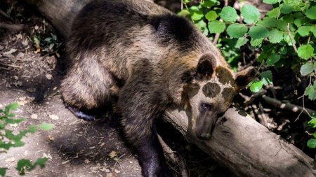 O femeie a murit dupa ce a fost <span style='background:#EDF514'>URMARITA</span> de un urs in muntii Tatra din Slovacia