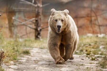 Moarte tragica pentru o femeie din Belarus. A fost gasita fara suflare intr-o padure din Slovacia, dupa ce un urs a fugarit-o