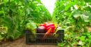Mararul, salata si rosiile - trufandalele cu cele mai multe pesticide. Reactia legumicultorilor: Sunt din Turcia