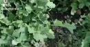 <span style='background:#EDF514'>RAPITA</span> salveaza sezonul culturilor. Apicultorii, chemati mai repede la flori VIDEO